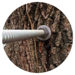 Tree-Bracing-Icon-copy