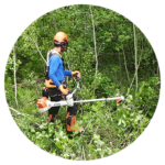 Tree-Brushing-Icon-copy