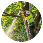Tree-Pruning-Icon-copy
