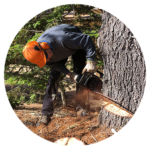 Tree-removal-Icon-copy