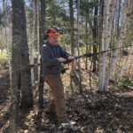 Bracing a tree before cutting down to ensure accurate location of fall